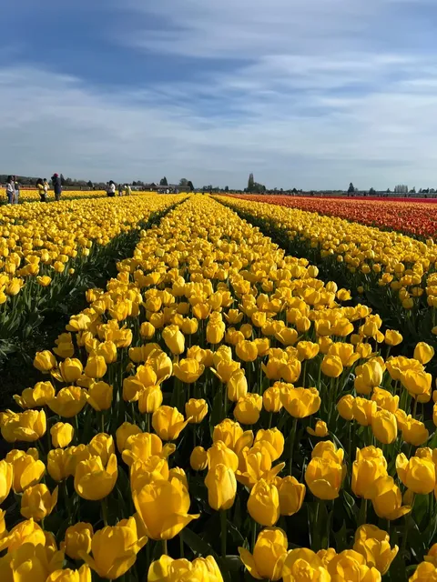 Seattle Spring Exclusive｜Roozengaarde Tulip Fields 🌷