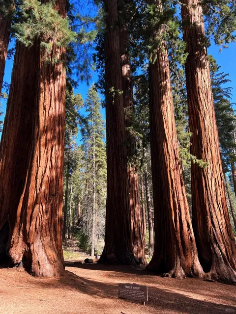 How can Sequoia trees be so massive? 