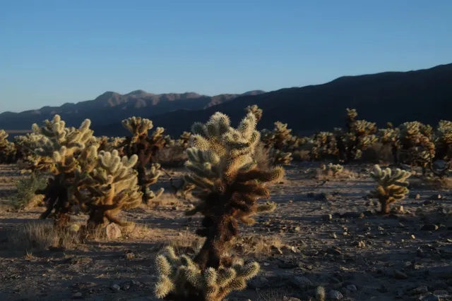 🇺🇸 Thanksgiving Getaway ｜ A Desert Escape 🌵