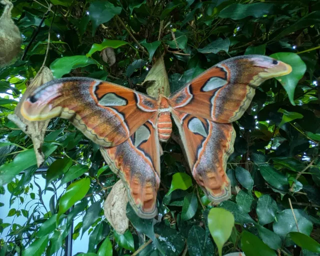 🦁 An Absolute Must-Do: Overnight at London Zoo's Lodges! 🦁