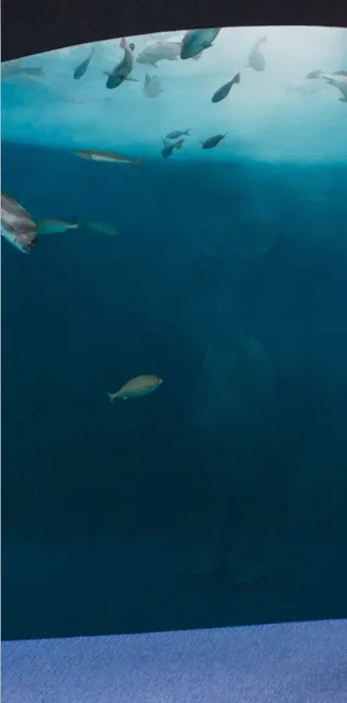 Japan Travel 🌿 | Entry-Level Hidden Gems(2)