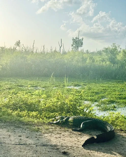 Brave the Alligator Park in Houston 🐊 | Brazos Bend State Park