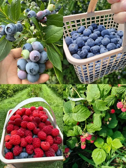  ​​🇨🇦 Blueberry Picking 🫐 | Go Big or Go Home! 😎​​
