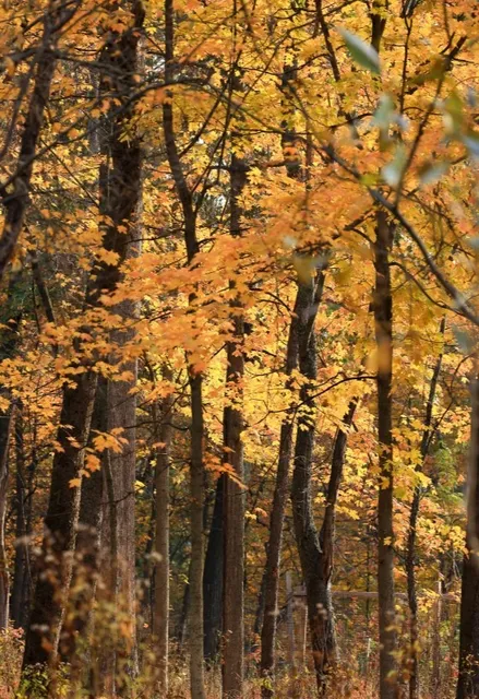 Discover Pittsburgh's Autumn Magic: Top Parks for Fall Foliage! 🍂✨