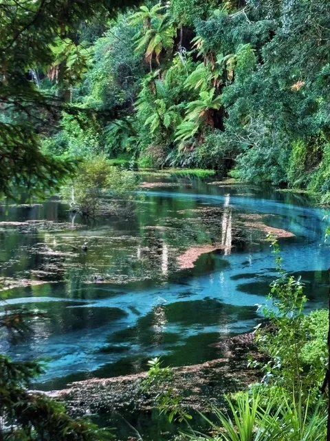 New Zealand Plog 14｜Hamurana Springs: Rotorua’s Secret "Blue Tears" 
