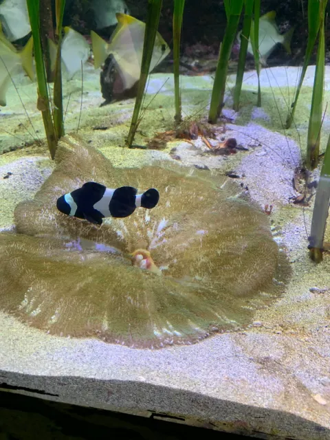 Escape the Heat & Chill with the Fish! 