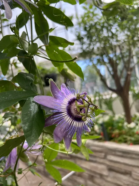 🇨🇦 Allan Gardens, Toronto: Remembering a Dear Friend 🌸
