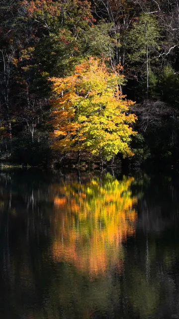 Autumn Escape to Vogel State Park 🍂🏞️