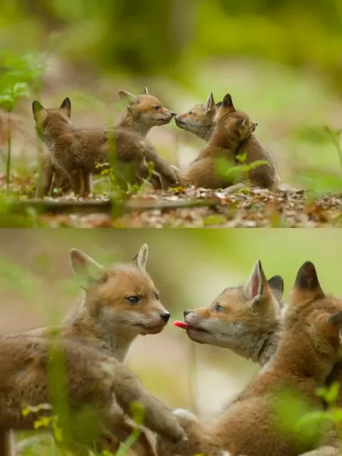 Paris Surroundings' Hidden Gem Zoo! So Close! 🚗🐘