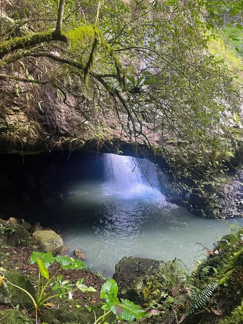 Rainforest + Waterfall + Glowworm Cave = Springbrook Natural Bridge