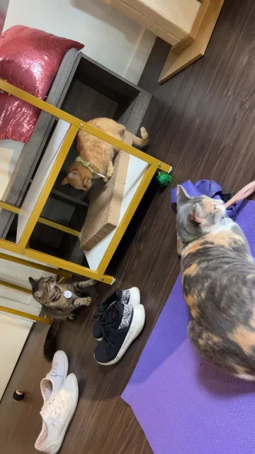 Kitten Yoga – A Purrfect Morning! 🐱🧘‍♀️