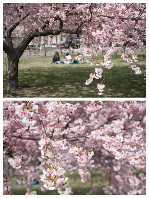 Boston in April and May is Absolutely Gorgeous! 🌸🌿