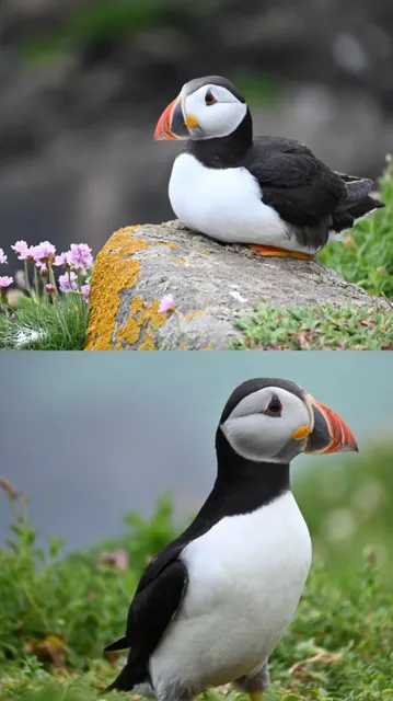  Saltee Island | South of Dublin, Go See the Puffins