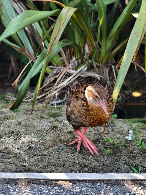 🇳🇿 New Zealand’s Wild West Coast: Hokitika’s Ghostly Sunset
