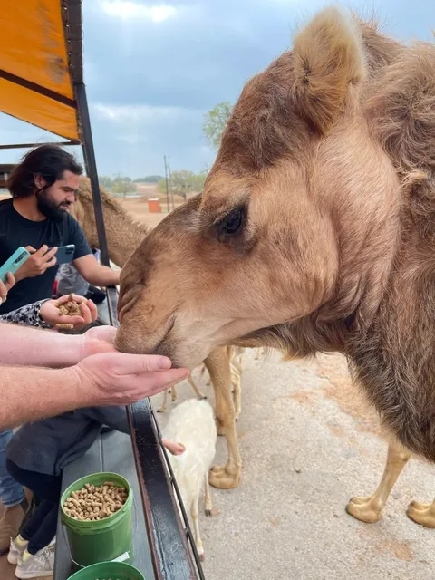 Austin’s Best Budget-Friendly Drive-Through Zoo Adventure! 🏝🌞