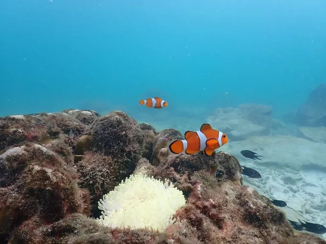 🇹🇭 Pattaya, Skip Koh Larn—Try This New Hidden Gem Instead!