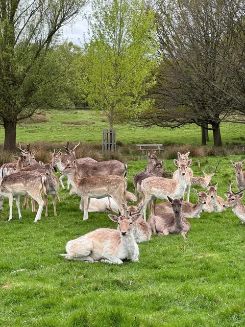 Richmond in Spring is teeming with Deer 🦌