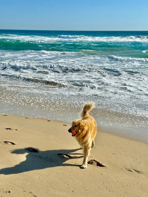 LA’s Cutest Beach: Dog Beach 🐾🌊