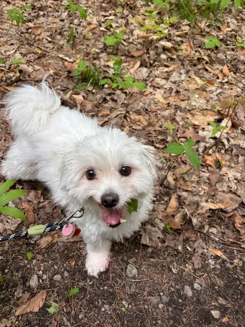 ​​🇨🇦 Ottawa Day Trip | Pink Lake Hike + Mackenzie King Estate​​