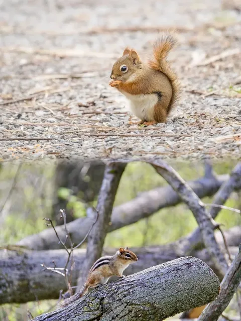 Toronto's Wild Animal Haven: Feed the Birds and Watch the Deer 🦌🐦