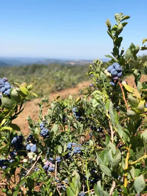 🇺🇸 Sacramento Blueberry Picking Season is Here! 🫐🌿