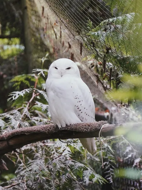 ​​Northwest Trek Wildlife Park: Seattle's Mini Yellowstone 🐾​​