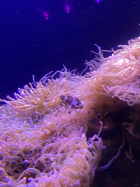 🇬🇧 The Deep Aquarium in Hull: Come for the Jellyfish! 🪼✨