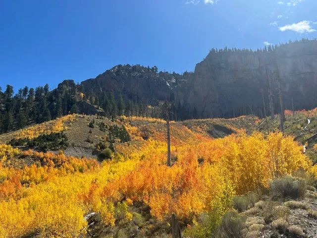 The Most Beautiful Fall Scenery Near Las Vegas – Mt. Charleston 🍂⛰️