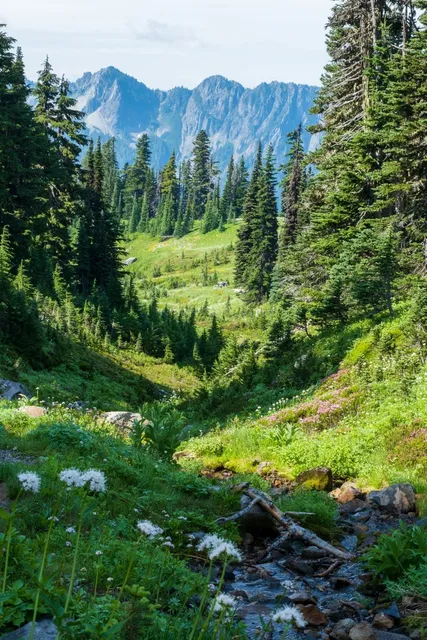 🏔️ Seattle’s Two Must-Visit National Parks: Olympic vs. Rainier