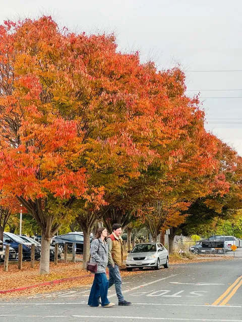 🇺🇸 Napa Valley｜You Have to Visit in the Fall! 🍁