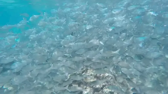 Best Photo Spots in Honolulu Botanical Garden