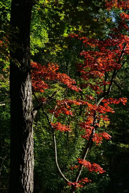 A Trail Hidden Inside a Golf Course! ⛳🌳