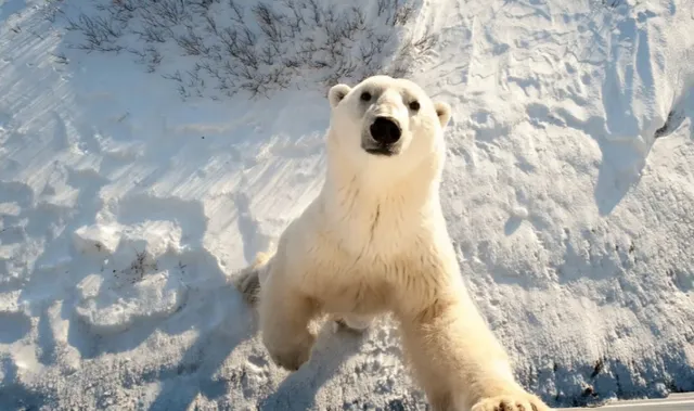 Churchill, Canada – Polar Bears & Aurora Adventure!