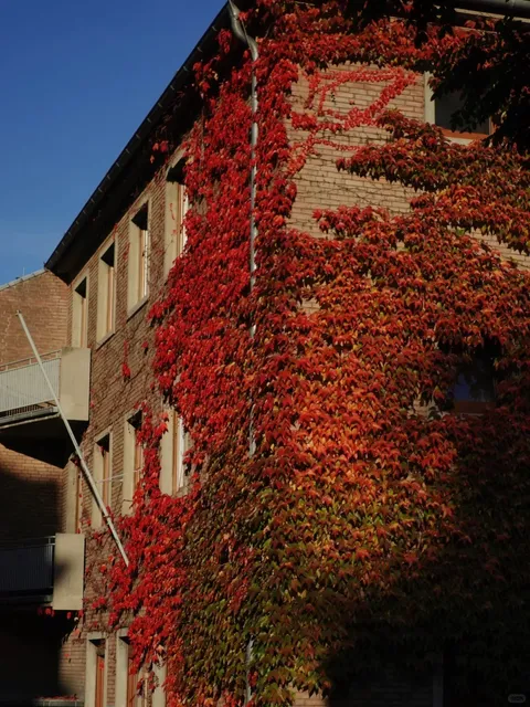 Solo Trip | 🇩🇪 Mainz in 4 Hours