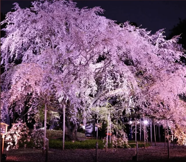 Meguro River: Tokyo’s Sakura Paradise 🌸✨