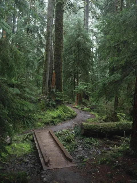 Seattle's Enchanted Forest