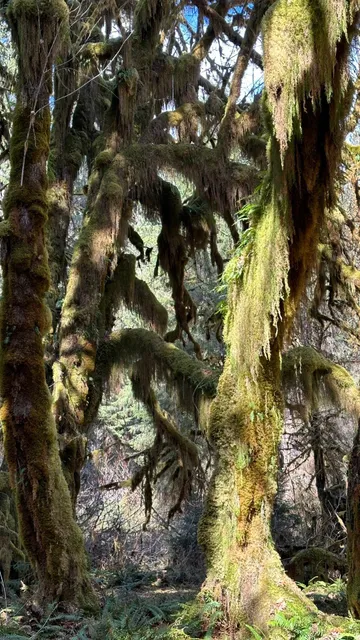  Olympic NP: Where “Stranger Things” Meets Real-Life Magic 🌳🍃