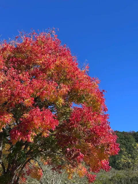 📍 Oakland Redwoods｜Hiking + Forest Therapy 🌲☀️