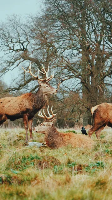 🇬🇧 UK Hiking Series: Richmond Park - Where Nature Meets Serenity 🌿