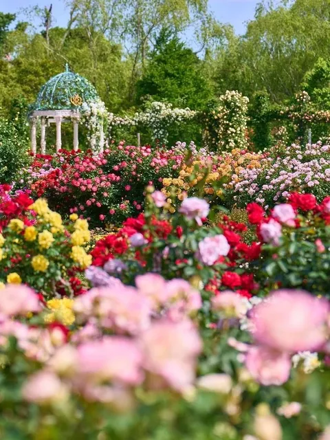 Don't Miss the Rose Garden in Tokyo This November, It's Stunning! 🌸
