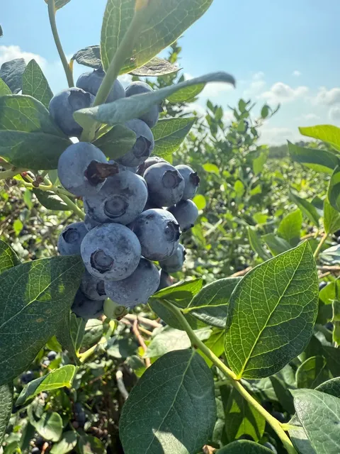 ​​Blueberry Picking Paradise Just 1.5 Hours from NYC! 🫐​​