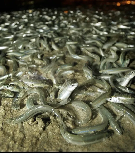 The Ultimate Guide to Grunion Run – Witness the Silver Fish Spawning! 