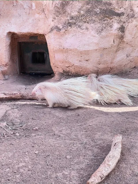 🇲🇦 Rabat Zoo: An Unexpected Wildlife Adventure! 🦁🐘