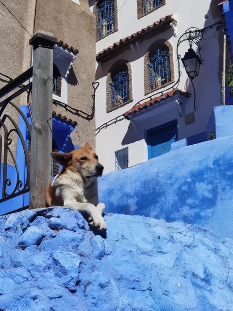 Morocco’s Instagram-Famous Blue Wonderland📸(2)