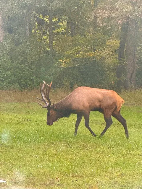 🍁 Autumn's Secret Revealed | Early Fall in the Great Smoky Mountains 