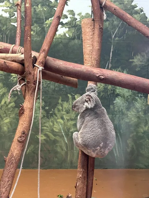 Tampa Part 3️⃣ | ZooTampa at Lowry Park 🐆