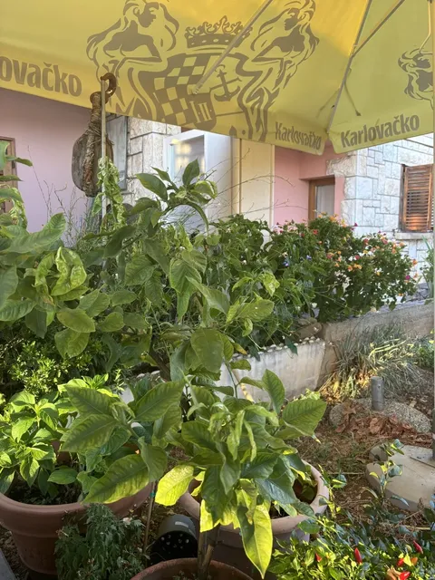 Hvar Island's Best-Kept Secret: Lungo Mare! 🍽️✨