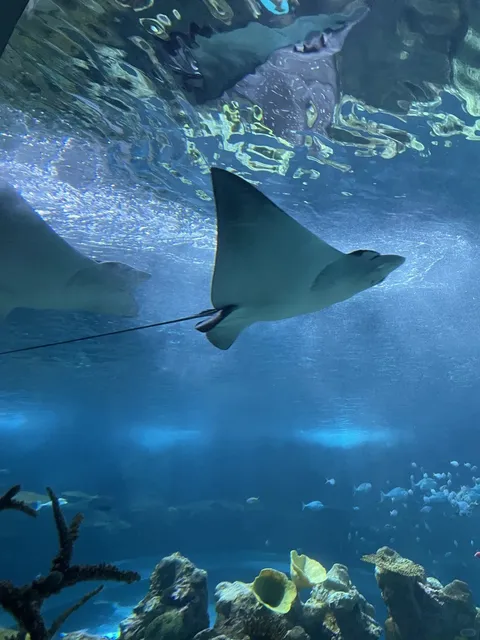 🐠 Seattle’s NEW Aquarium: Dive In! 🌆🐬