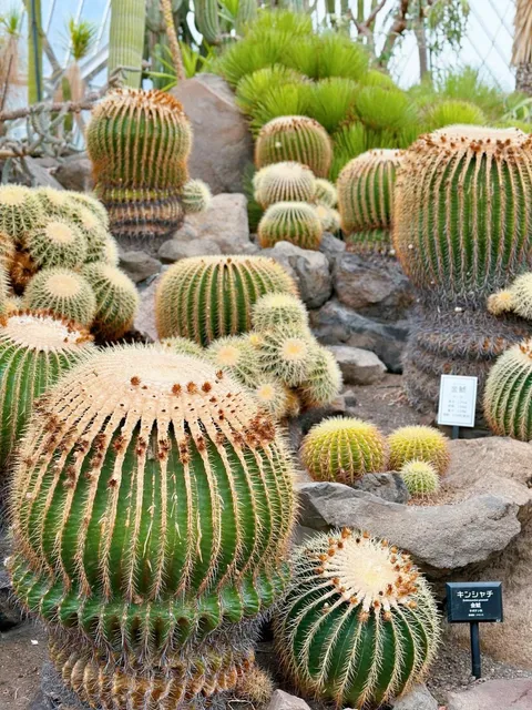 Mount Ōmuro and Jogasaki Coast (3)🌊