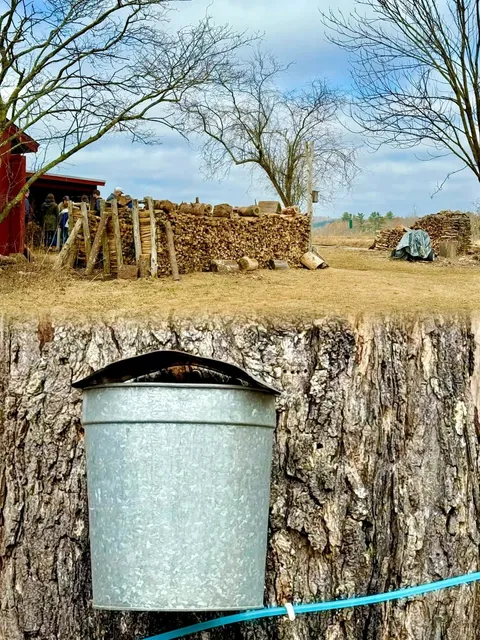Ipswich River Wildlife Sanctuary - Where Trees Become Breakfast 🌲🥞  